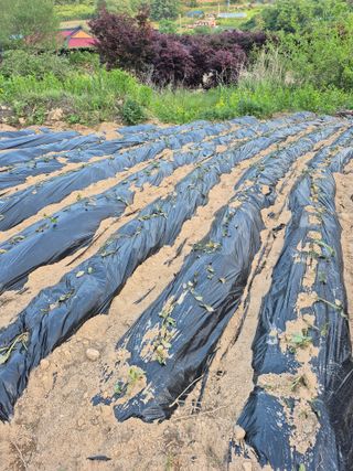 홍천.서석.안민기님의 고구마 · 영농일지 작성글 사진