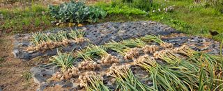 마늘17273님의 기타작물 · 영농일지 작성글 사진