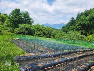나무님의 고추 · 영농일지 작성글 사진