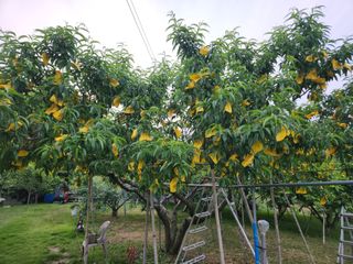 키다리님의 복숭아 · 영농일지 작성글 사진