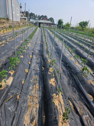 최철훈님의 감자 · 영농일지 작성글 사진