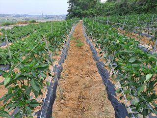 최구현님의 고추 · 영농일지 작성글 사진