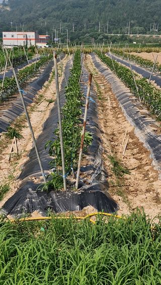 해촌(서정술)50님의 기타작물 · 영농일지 작성글 사진