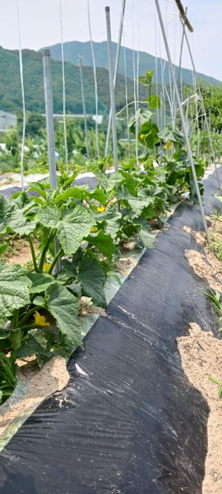 김 연님의 자두 · 영농일지 작성글 사진