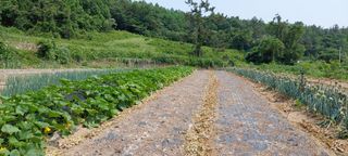 블루베리16577님의 마늘 · 영농일지 작성글 사진