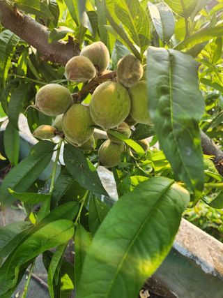 새싹농장님의 기타작물 · 영농일지 작성글 사진