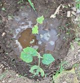 팜모닝 호박·영농일지 게시글 이미지