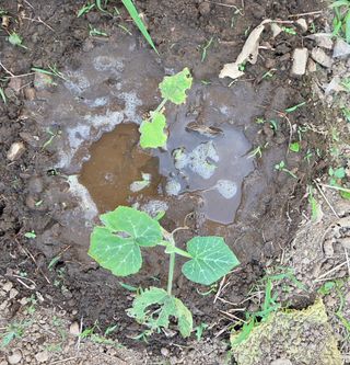 오현백님의 호박 · 영농일지 작성글 사진