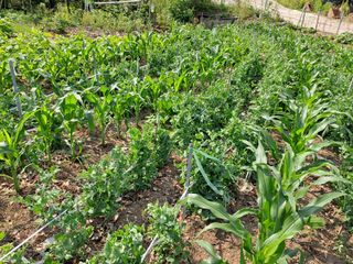 홍성호님의 기타작물 · 영농일지 작성글 사진