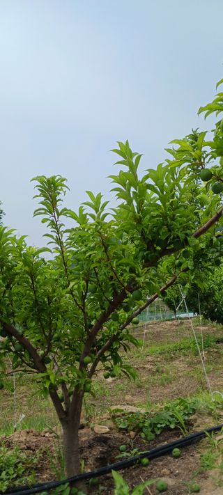 김 연님의 자두 · 영농일지 작성글 사진