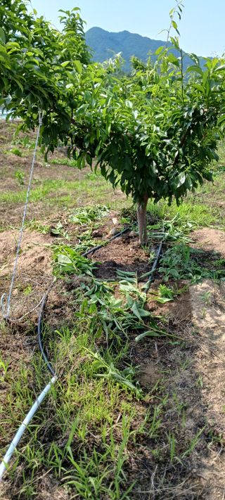 김 연님의 자두 · 영농일지 작성글 사진
