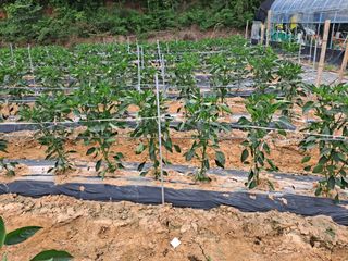 최구현님의 고추 · 영농일지 작성글 사진