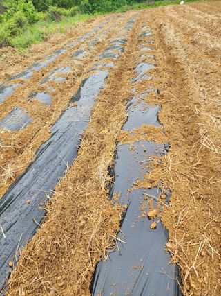 박병한님의 기타작물 · 영농일지 작성글 사진