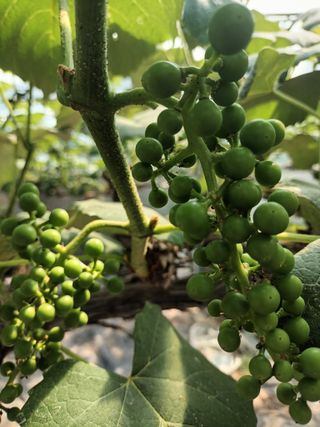 이영학 님의 포도 · 영농일지 작성글 사진