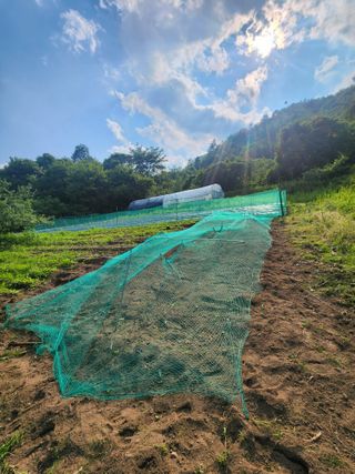 나무님의 고추 · 영농일지 작성글 사진