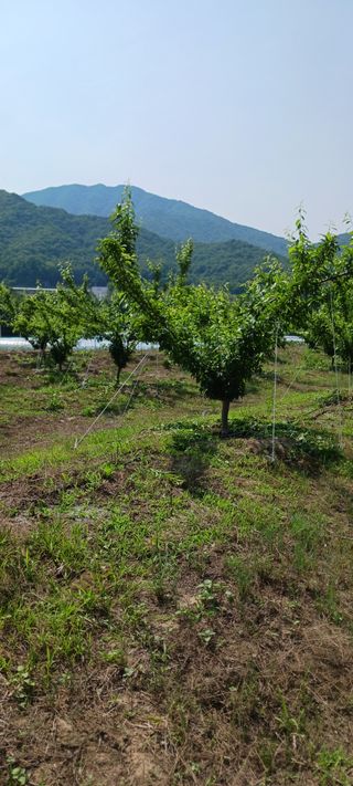 김 연님의 자두 · 영농일지 작성글 사진