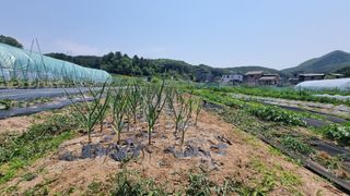 김윤회님의 마늘 · 영농일지 작성글 사진