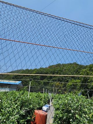 밀양달콤팜님의 블루베리 · 영농일지 작성글 사진