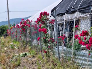 시금치3794님의 기타작물 · 영농일지 작성글 사진