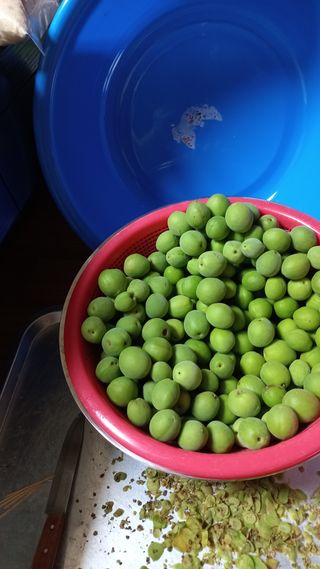 초보 구찌뽕님의 매실 · 영농일지 작성글 사진