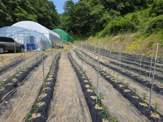 윤자용11대임후회장님의 고추 · 영농일지 작성글 사진