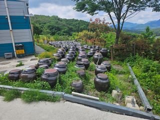 최철훈님의 감자 · 영농일지 작성글 사진