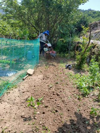 향양농장 사랑합니다님의 고추 · 영농일지 작성글 사진