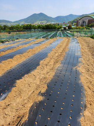 덕포킴님의 참깨 · 영농일지 작성글 사진