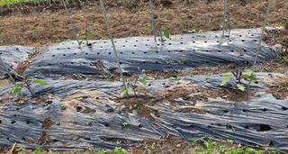 오현백님의 오이 · 영농일지 작성글 사진