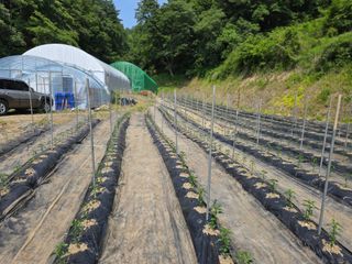 윤자용11대임후회장님의 고추 · 영농일지 작성글 사진