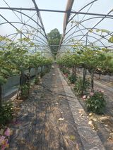 팜모닝 포도·영농일지 게시글 이미지