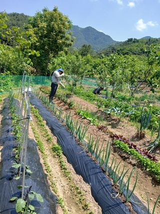 향양농장 사랑합니다님의 고추 · 영농일지 작성글 사진