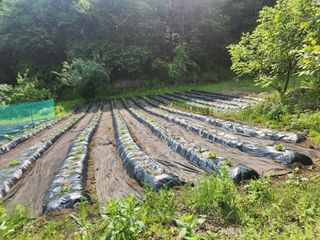 나무님의 고추 · 영농일지 작성글 사진