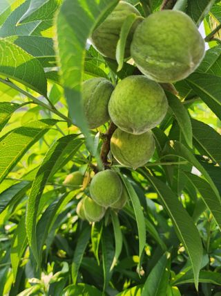 새싹농장님의 기타작물 · 영농일지 작성글 사진