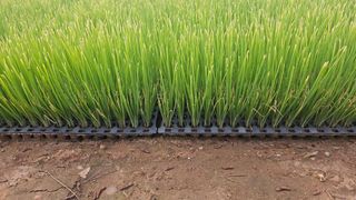 김은아님의 파 · 영농일지 작성글 사진