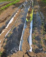 팜모닝 고구마·영농일지 게시글 이미지