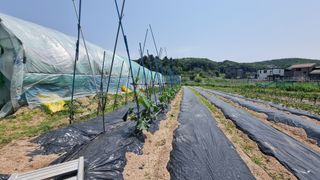 김윤회님의 오이 · 영농일지 작성글 사진