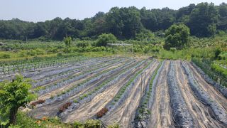 이춘기님의 기타작물 · 영농일지 작성글 사진