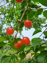 팜모닝 기타작물·영농일지 게시글 이미지