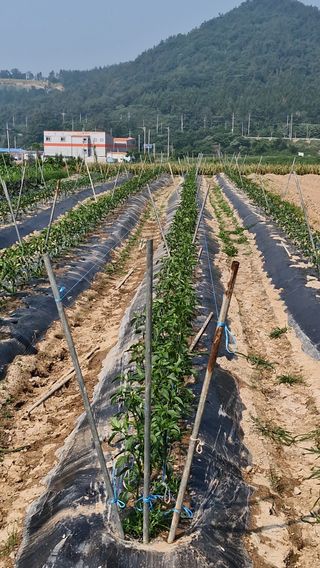 해촌(서정술)50님의 기타작물 · 영농일지 작성글 사진