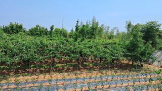 장원팜님의 배 · 영농일지 작성글 사진