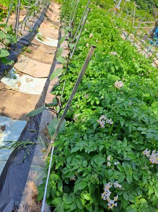 홍성호님의 기타작물 · 영농일지 작성글 사진