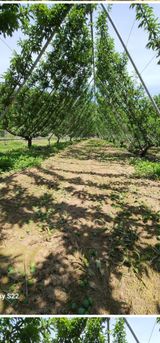 팜모닝 복숭아·영농일지 게시글 이미지