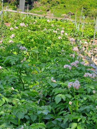 홍성호님의 기타작물 · 영농일지 작성글 사진