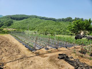 드래곤 님의 고추 · 영농일지 작성글 사진