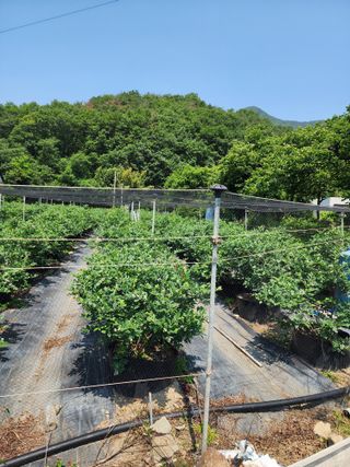 밀양달콤팜님의 블루베리 · 영농일지 작성글 사진