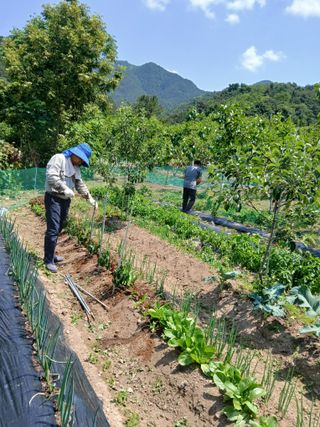 향양농장 사랑합니다님의 고추 · 영농일지 작성글 사진