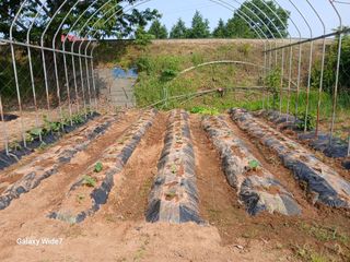 바위돌 심재성님의 기타작물 · 영농일지 작성글 사진