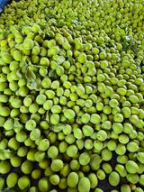 팜모닝 매실·영농일지 게시글 이미지