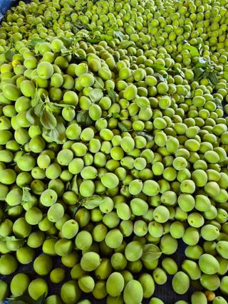 천운산님의 매실 · 영농일지 작성글 사진